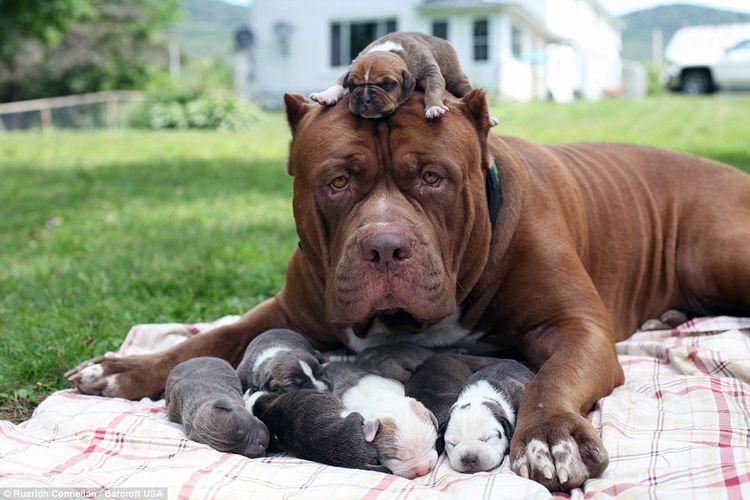 Perra y cachorros