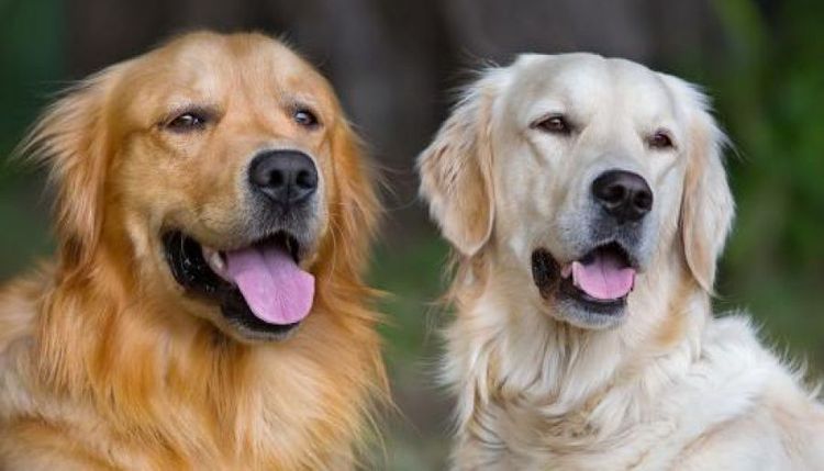 Apareamiento de perros