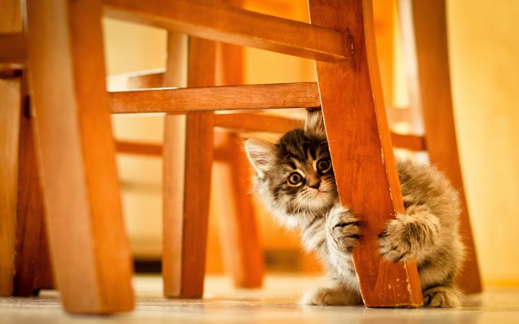 El gatito se esconde detrás de la pata de la silla