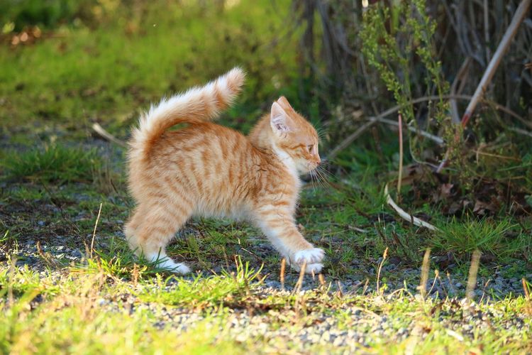 Gatito rojo asustado