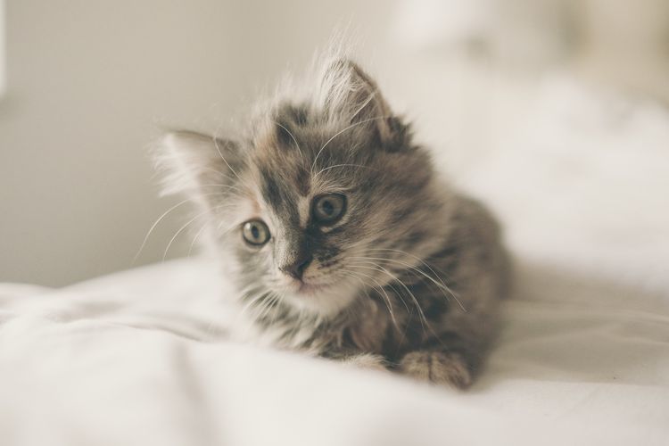 Gatito peludo
