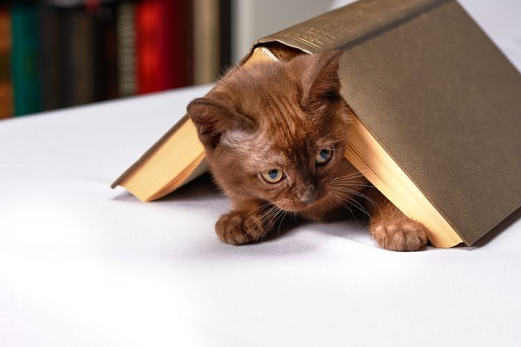 Gatito bajo un libro
