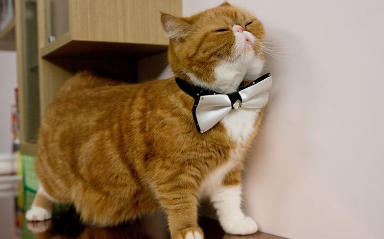 Gato con lazo en el cuello