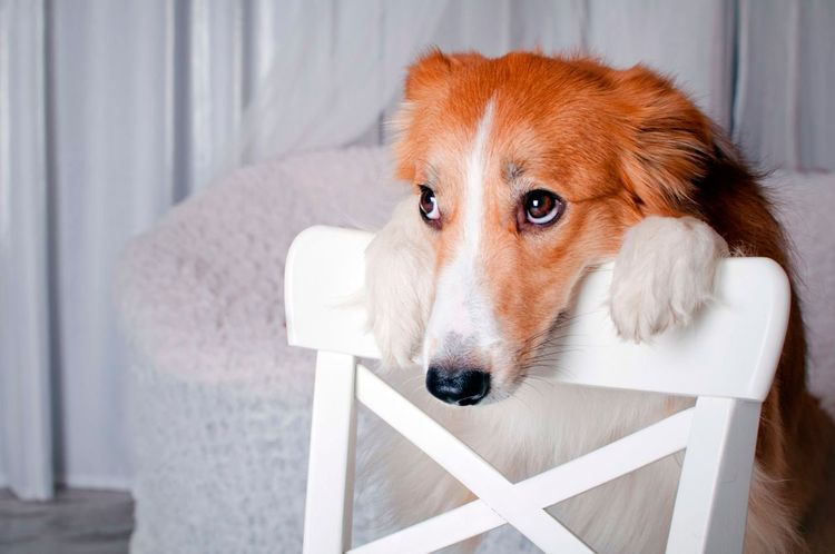 El perro ha apoyado la cabeza en la silla