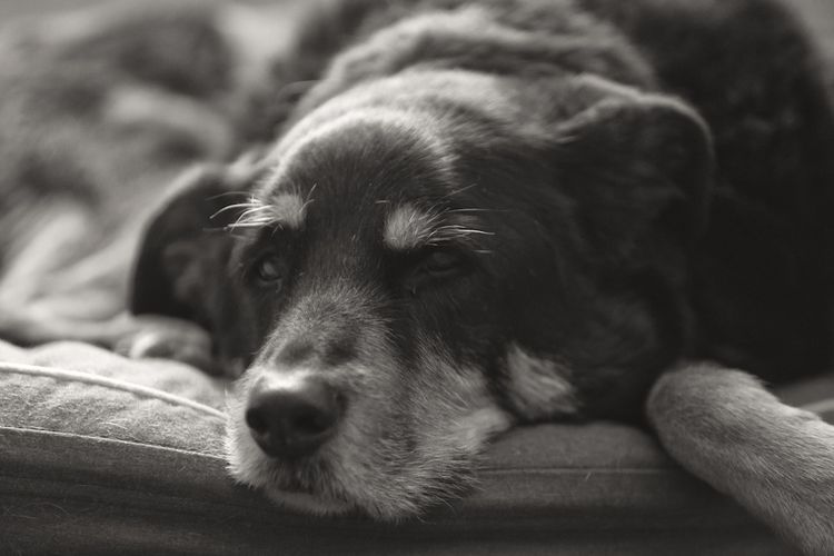 Perro mayor