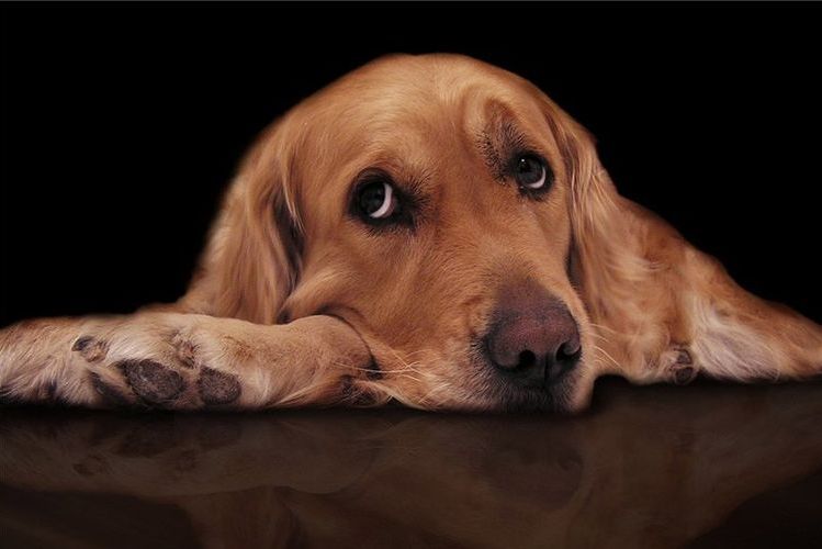 Perro letárgico