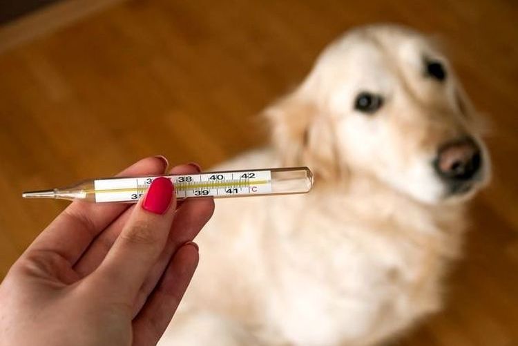 Medición de la temperatura en el perro