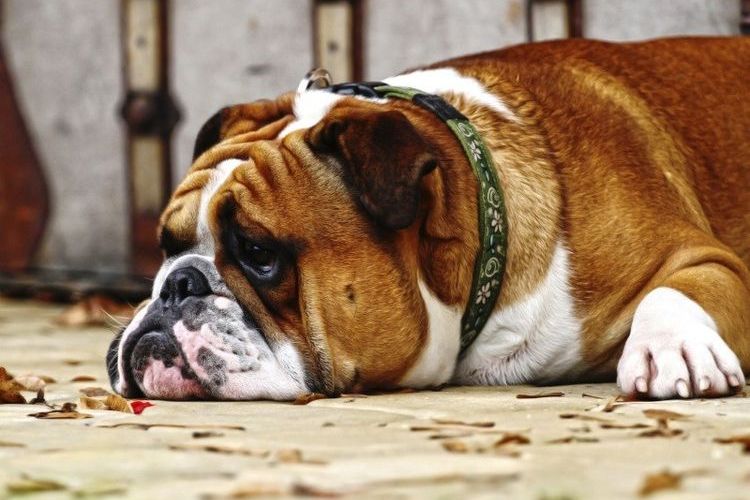 El perro no come nada y está apático
