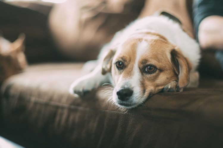 El perro está tumbado en el sofá