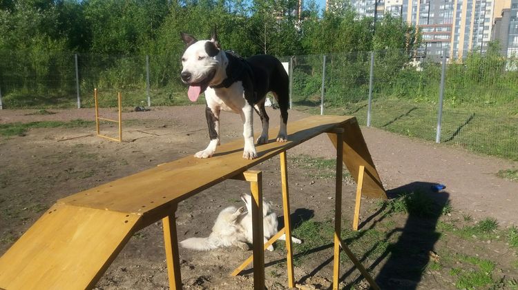 Perro paseando en la zona