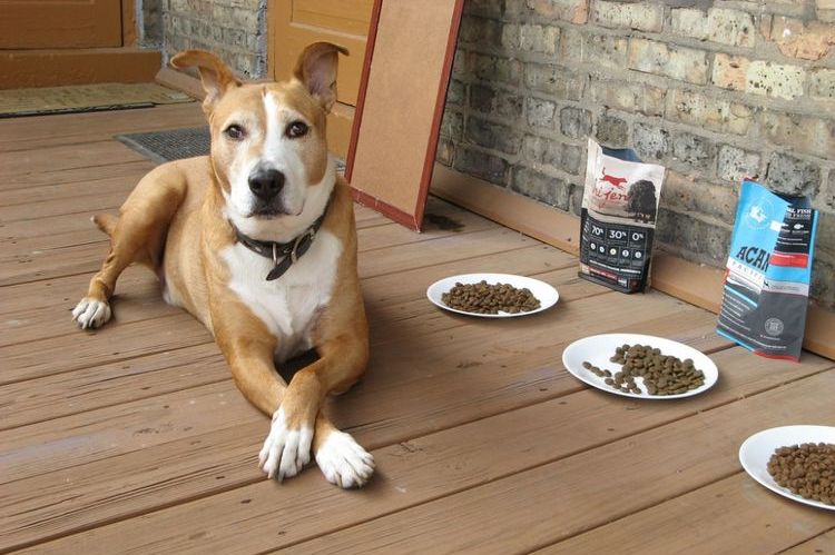 El perro no come alimento seco