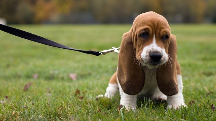 Basset hound