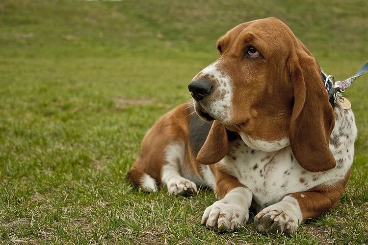 Basset hound