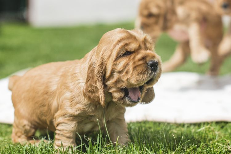 Cocker spaniel