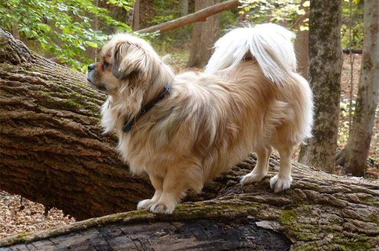 Spaniel tibetano