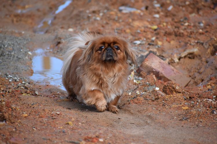 Pekinés