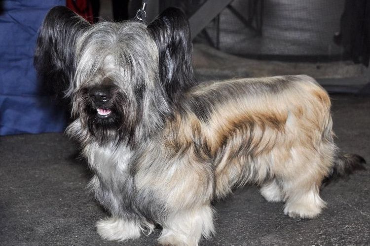 Skye Terrier