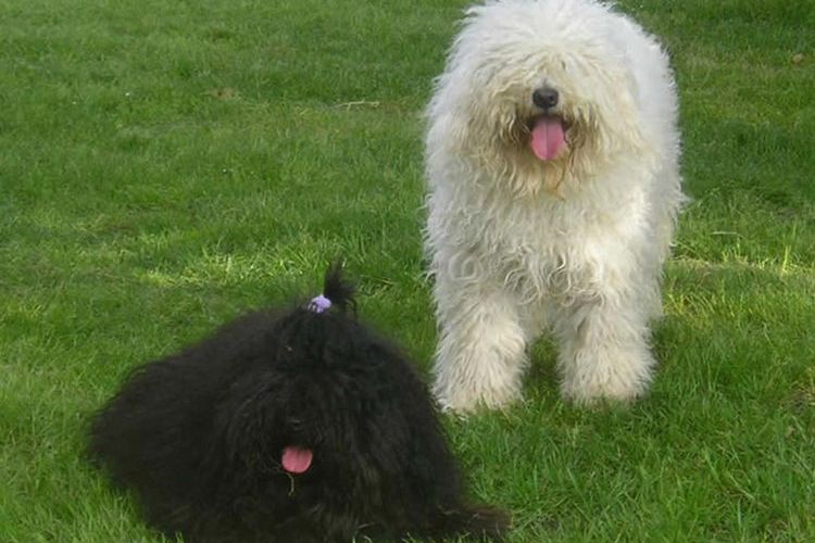 Puli - perro con rastas