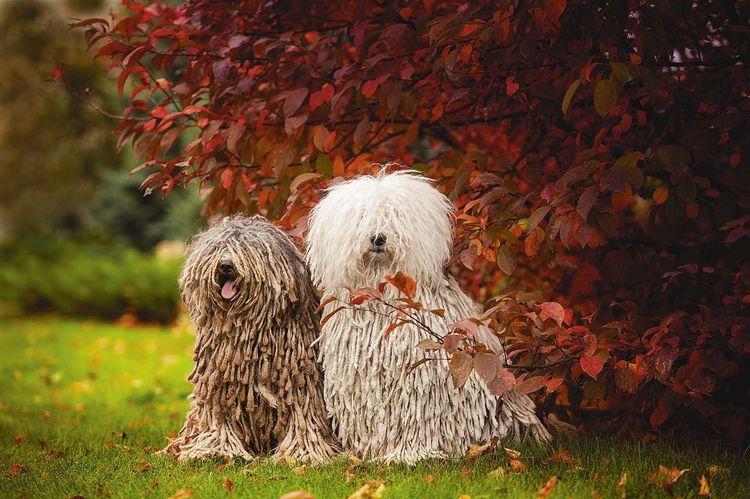 Puli - perro con rastas