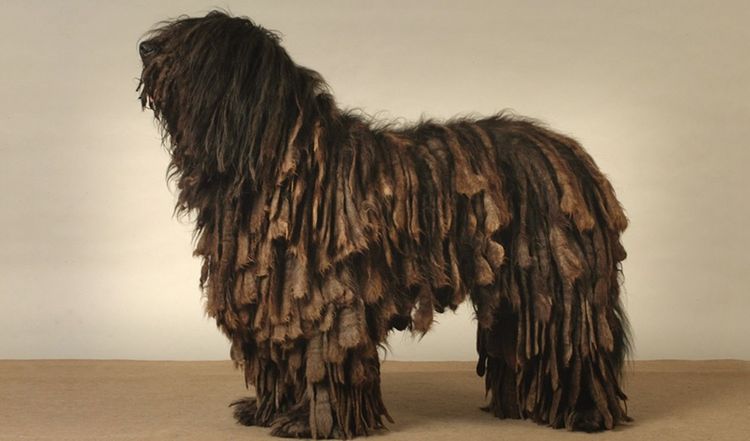 Bergamasco