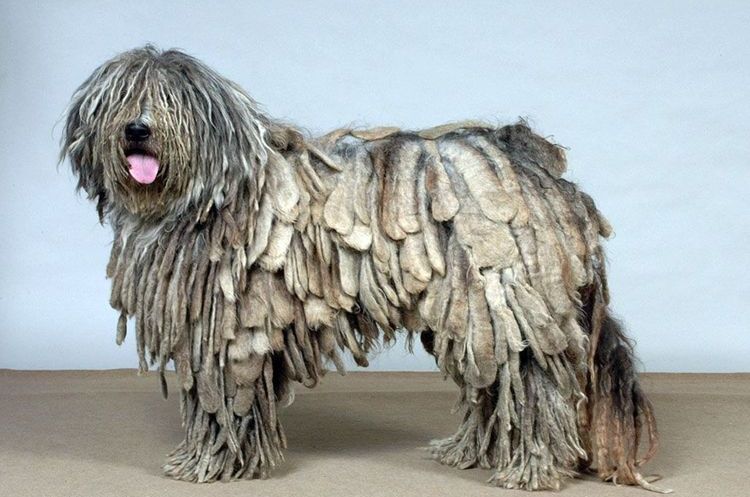 Perro con rastas de raza bergamasco