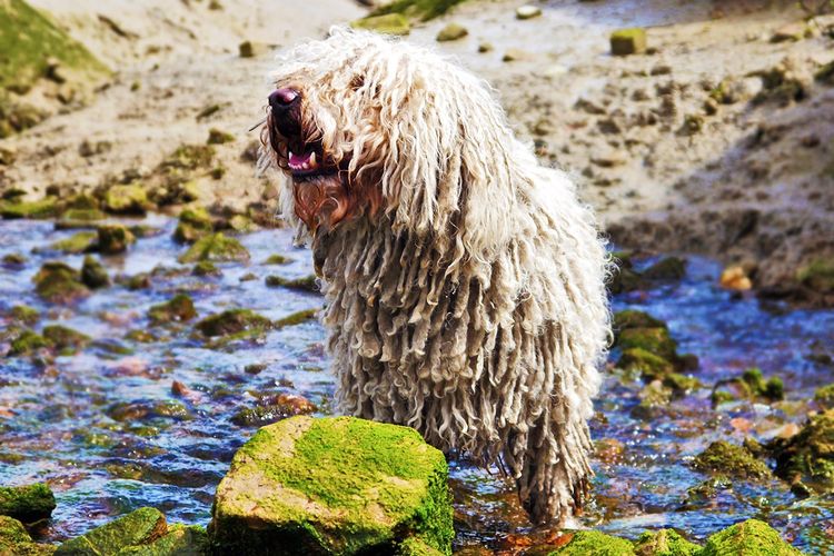 Perro con rastas