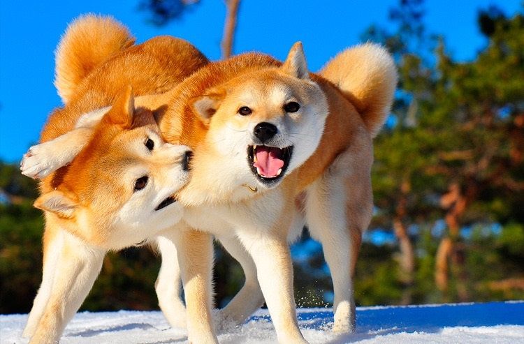Shiba Inu jugando