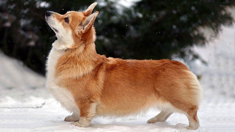 Corgi galés