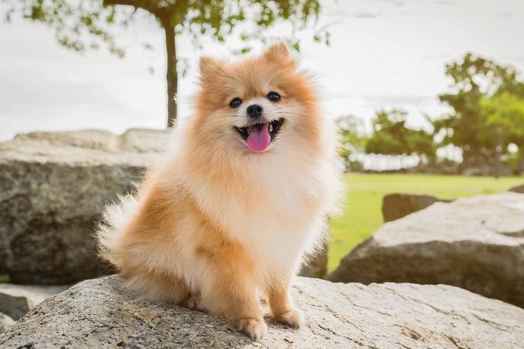 Pomerania