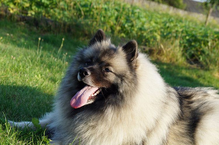 Keeshond tumbado sobre la hierba