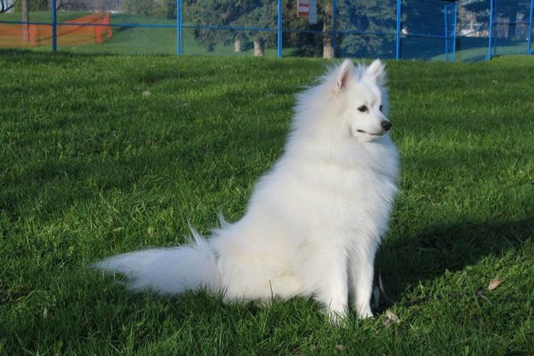 Un perro blanco sentado sobre la hierba