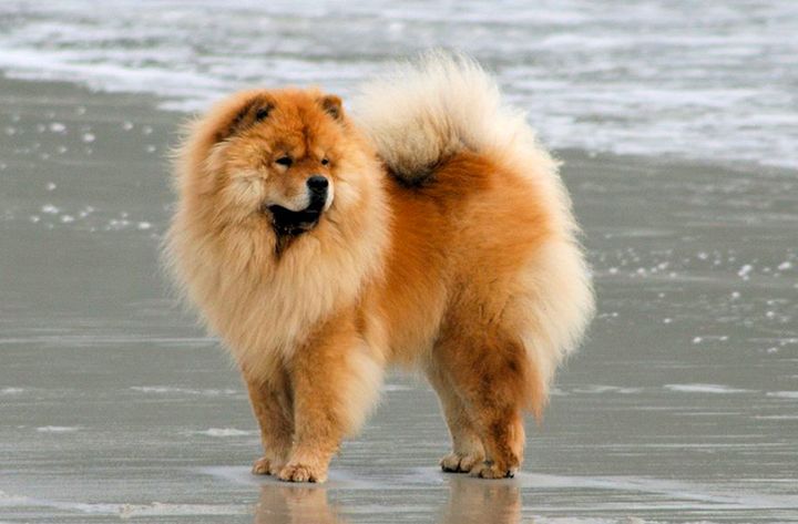 Chow chow