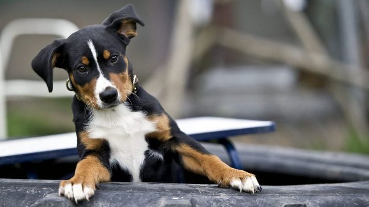 Appenzeller Sennenhund