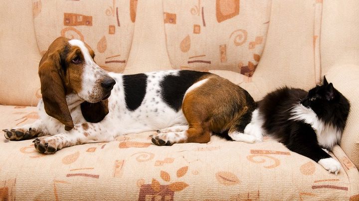 Basset hound