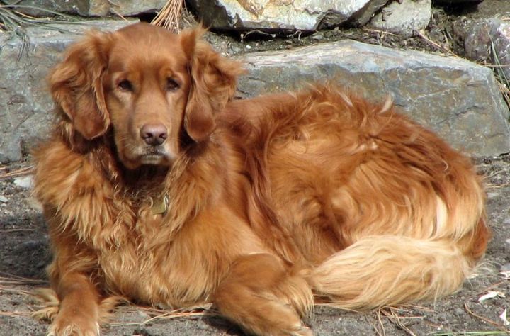 Golden retriever