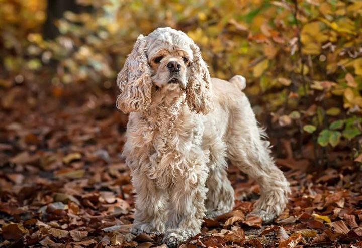 Cocker Spaniel Americano