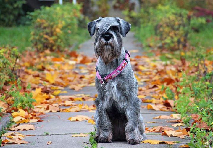 Mittelschnauzer