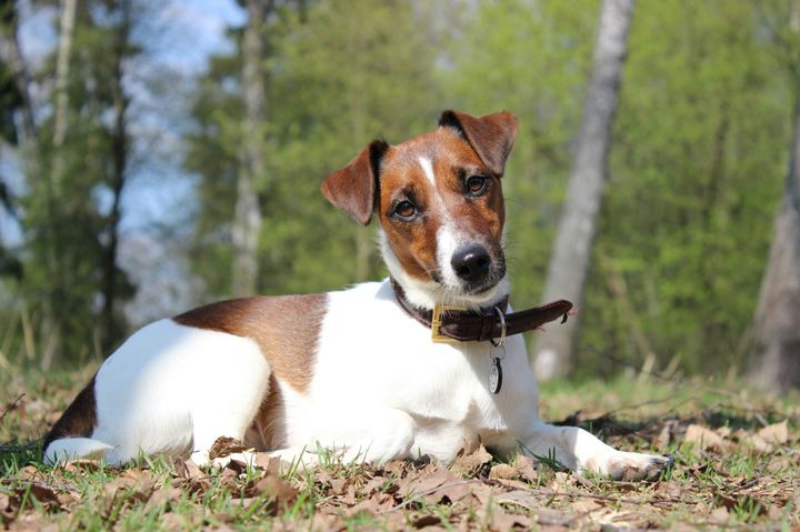 Fox terrier de pelo liso