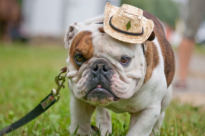 Bulldog Inglés