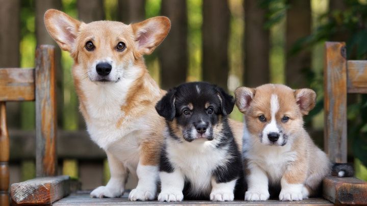 Corgi galés