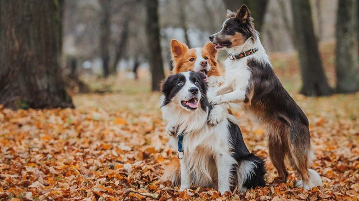 Border Collie