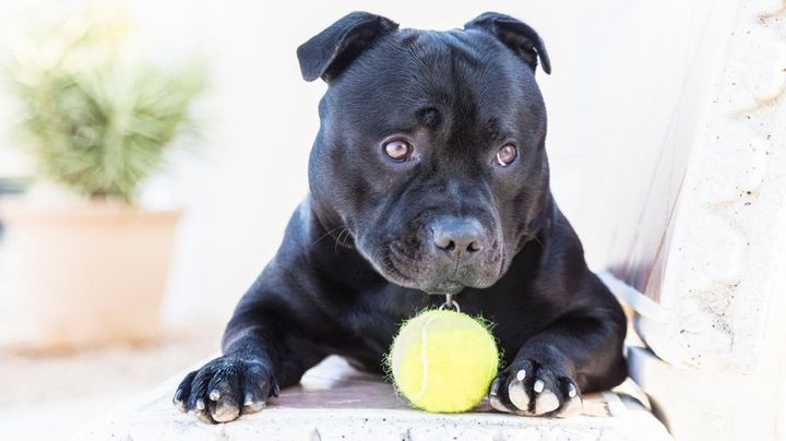 Staffordshire Bull Terrier
