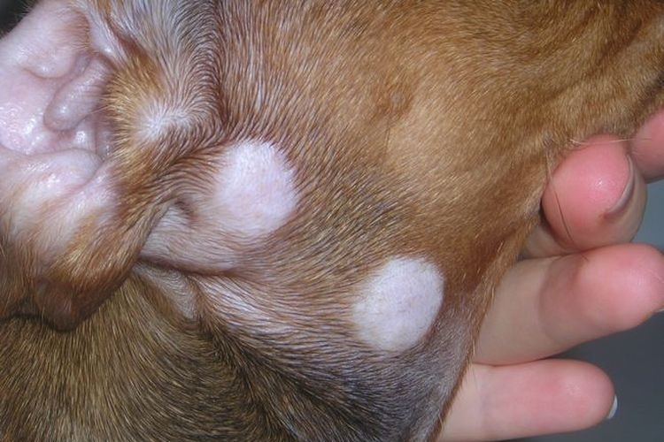Manchas de tiña en el hocico del perro