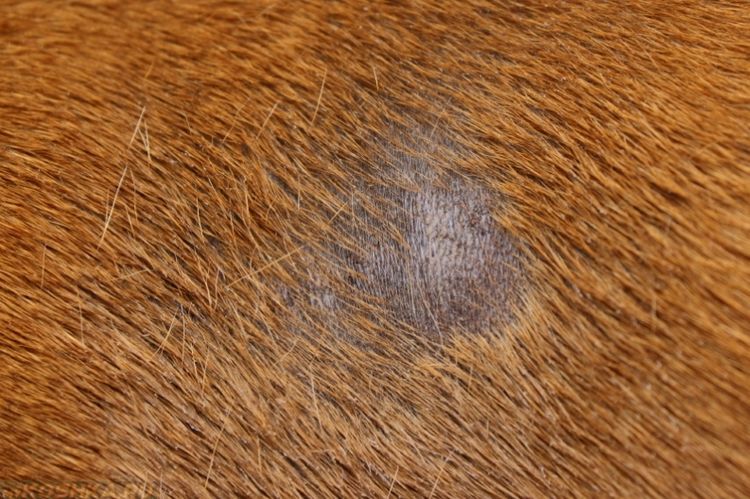 Tiña en el cuerpo del perro