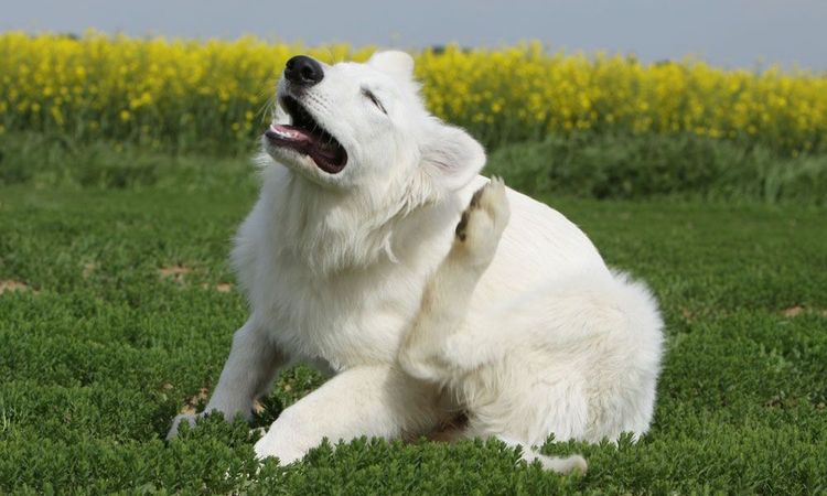 El perro se rasca