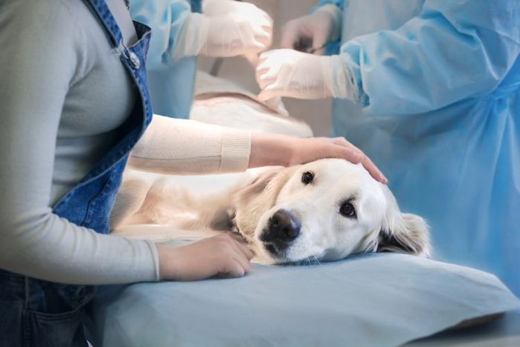 El perro en el veterinario