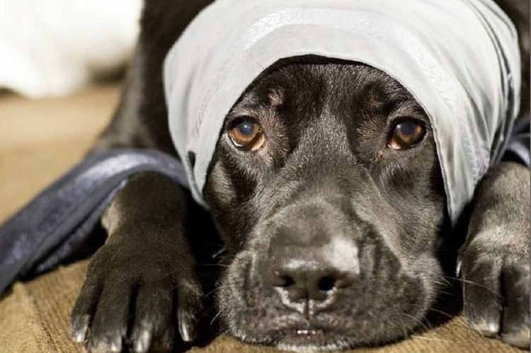 Perro con la cabeza vendada
