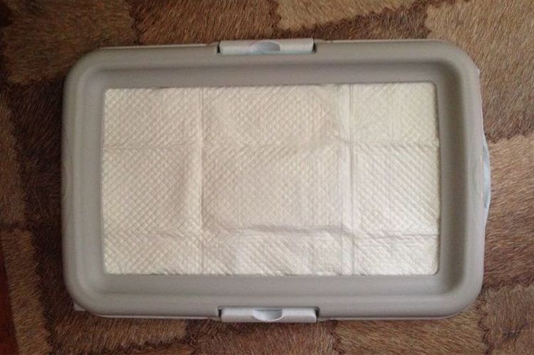 Baño para perros con empapador