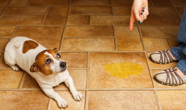 El perro orinó en el apartamento