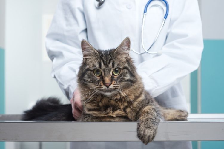El gato y el veterinario